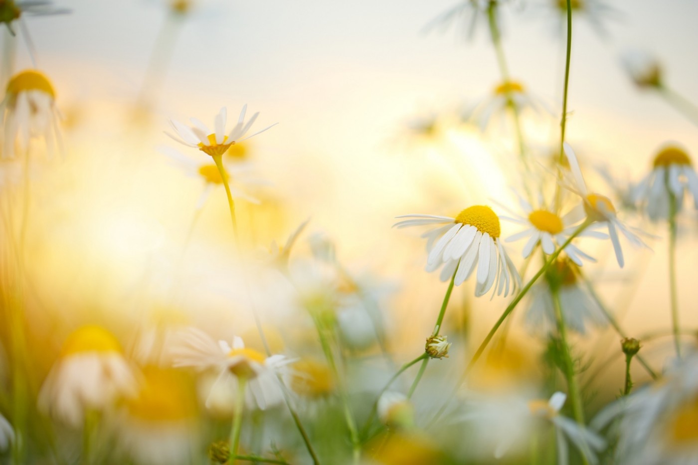 French as a foreign language (FLE) courses