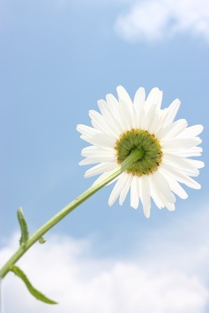 Cursos de francés como lengua materna